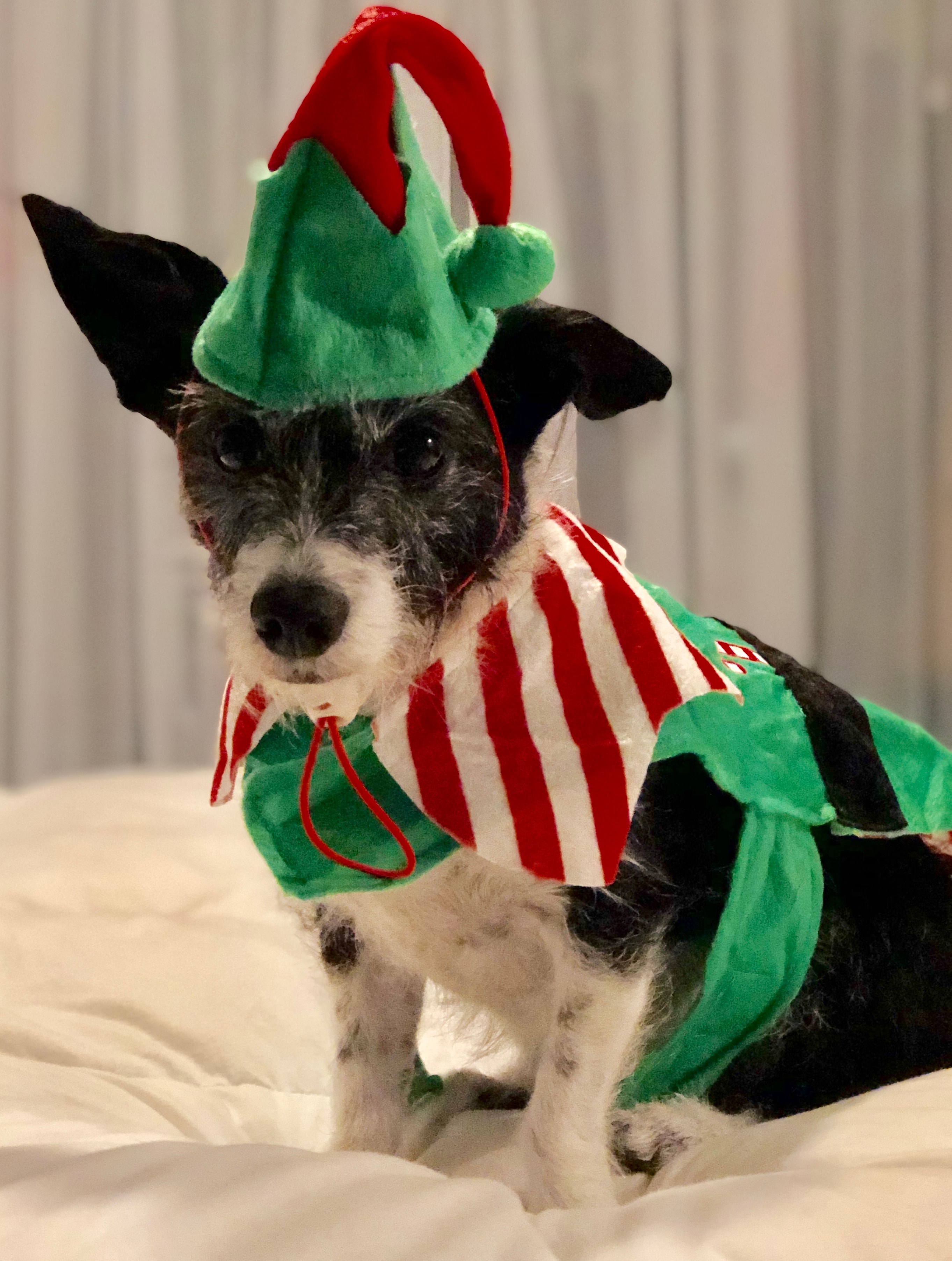 Murray dressed as an elf