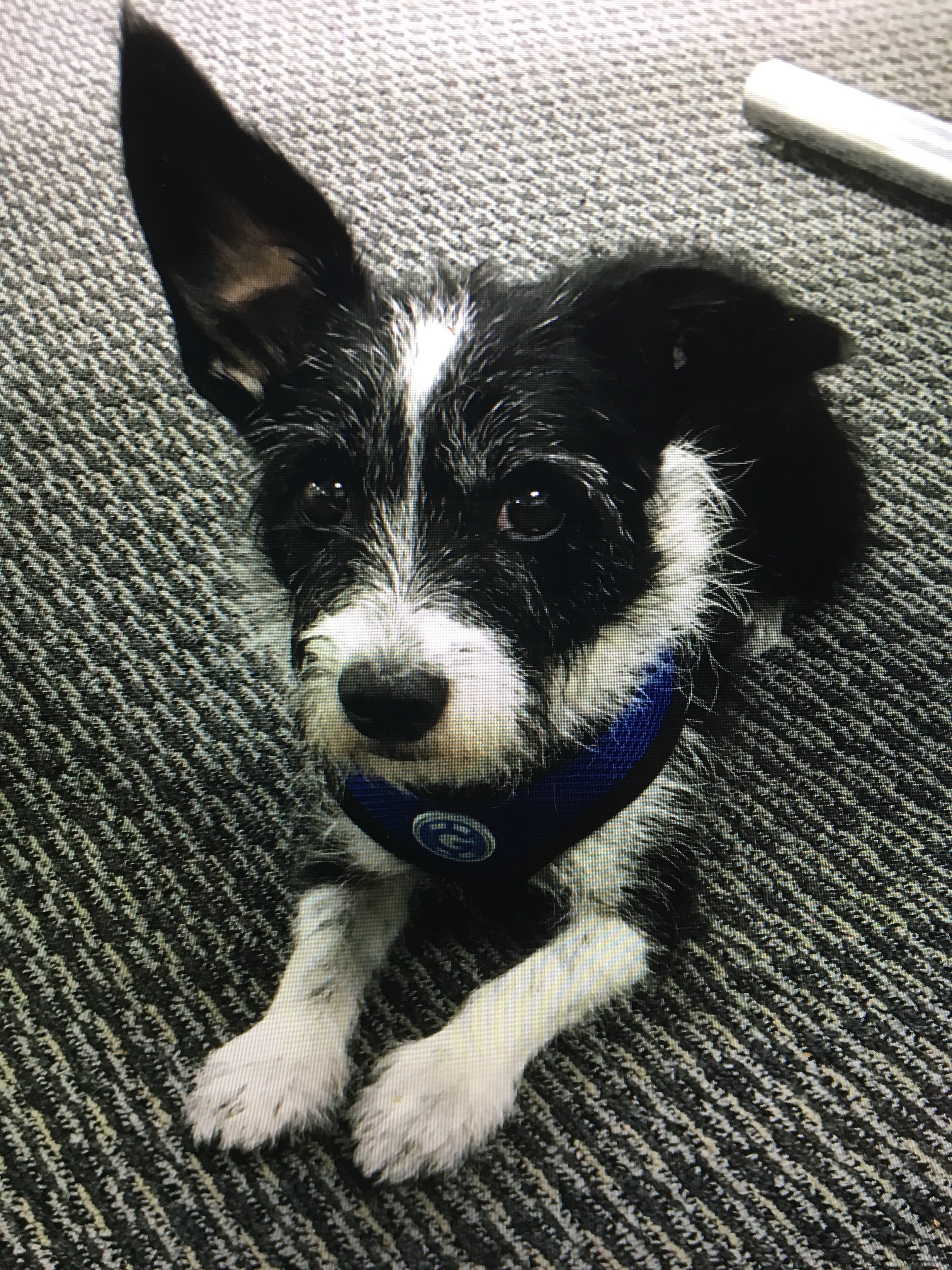 Murray the dog
