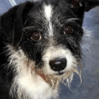Murray close-up portrait