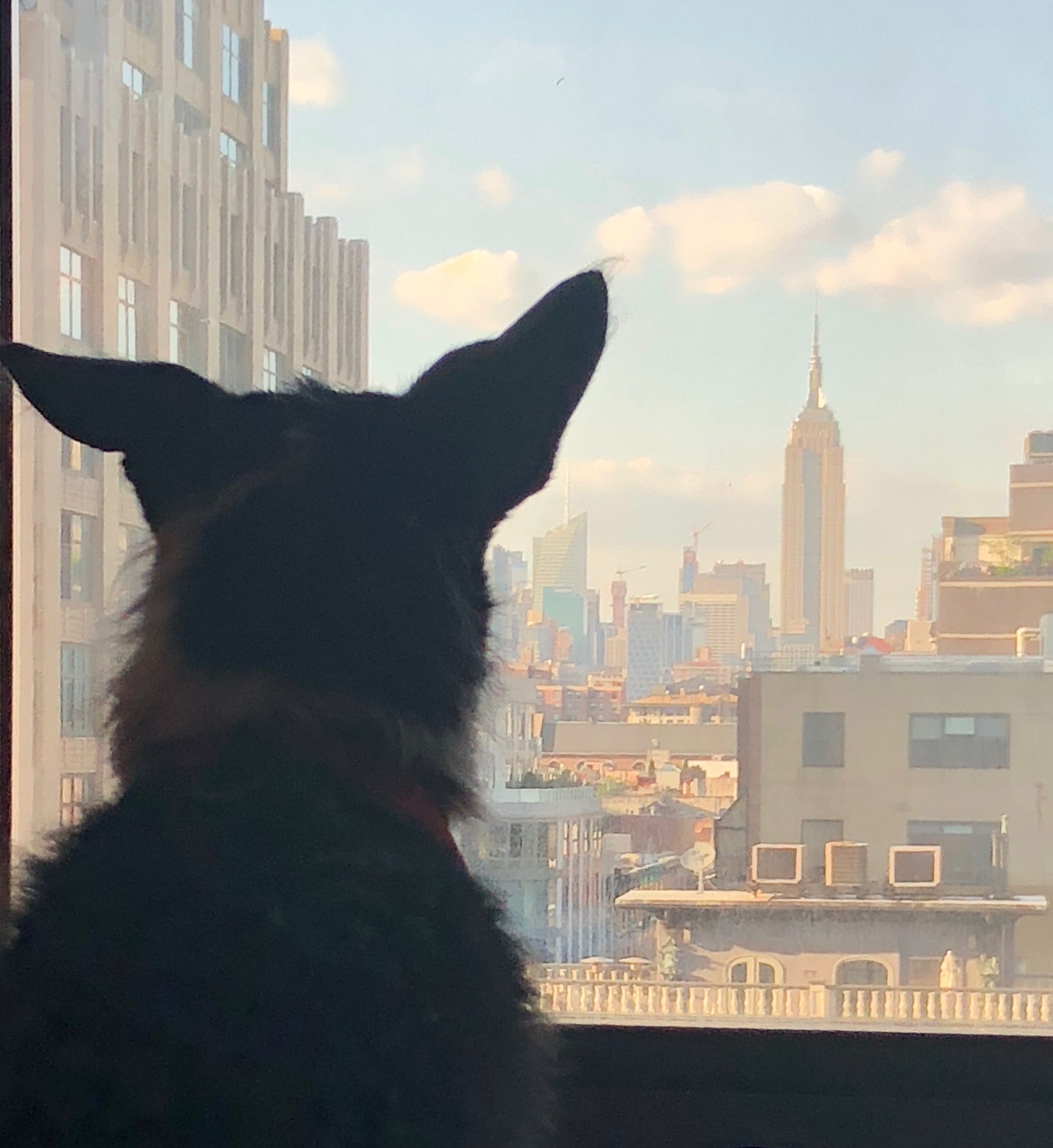 Murray silhouetted against the Manhattan skyline