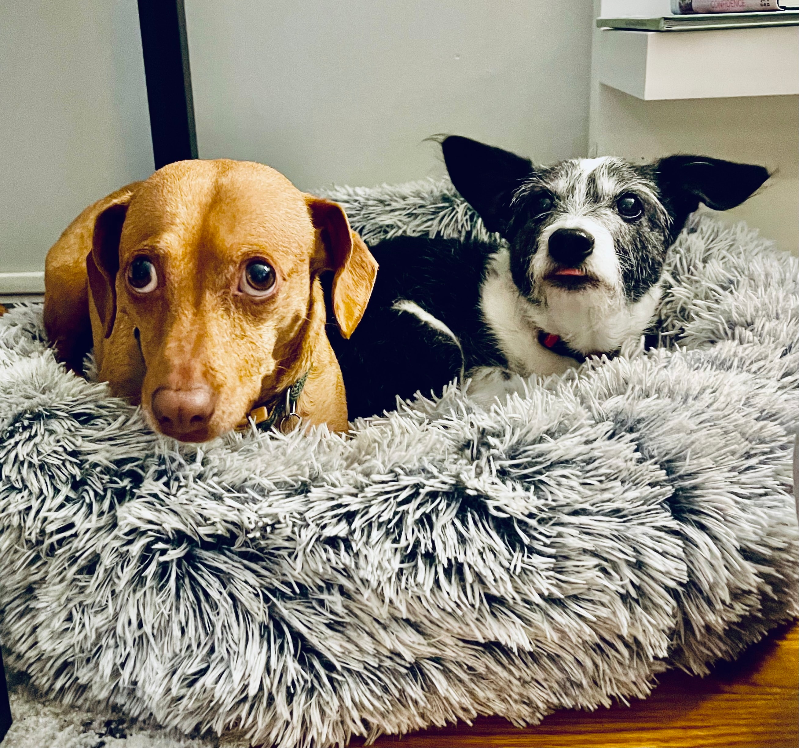 Murray and his brother Baxter — the real dogs behind the book